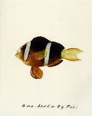 En Klovnfisk fra Hongkong