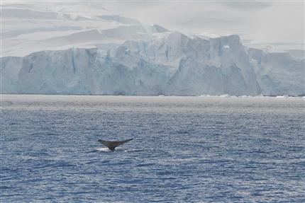 24. januar 2007: Hvalhale, Antarktis