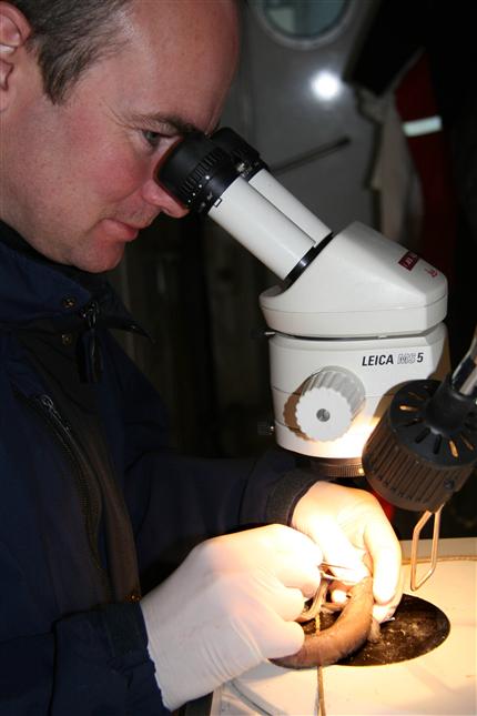 1. fenruar 2007: Peter Rask Møller undersøger den nye fiskeart - en ålekvabbe - som VÆDDEREN fik i nettet på 1100 meters dybde
