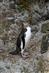 9. januar 2007: Otago Peninsula, New Zealand. Den sjældne guløjede pingvin.