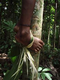 De lokale bruger det bladbærende skud af Alpinia oceanica til at klatre med, når frugten skal hentes ned fra kokos- eller betelnødde-palmen.