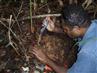 Billy Bau, skovbotaniker fra Papua New Guinea, i færd med at frigrave de underjordiske frugter af en ny ingefærart, fundet i hovedøens bjerge