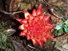 En af de indsamlede vilde ingefær fra New Guinea, som kunne minde om en rød ananas nedgravet i skovbunden