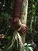 De lokale bruger det bladbærende skud af Alpinia oceanica til at klatre med, når frugten skal hentes ned fra kokos- eller betelnødde-palmen.
