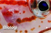 Biologi