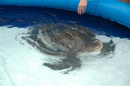 Olive Ridley