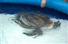 Azorerne, September 2006, Olive Ridley