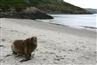 9. januar 2007: Otago Peninsula, New Zealand. Den sjældne Hooker's Sealion.