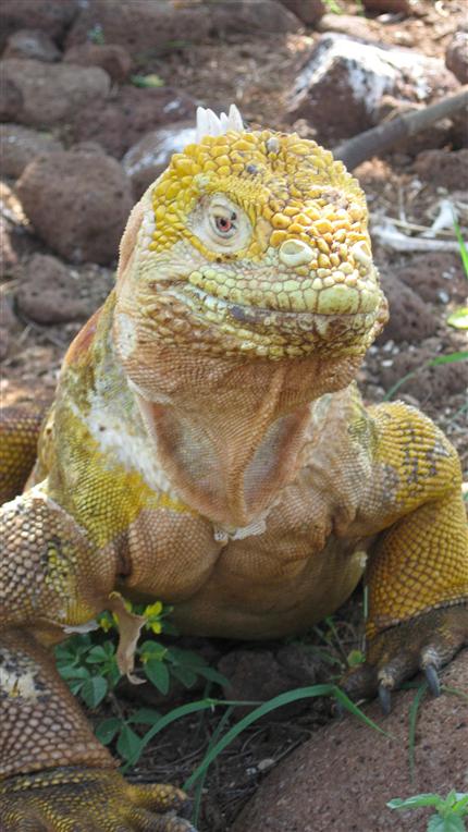 Galapagos d. 7. marts 2007