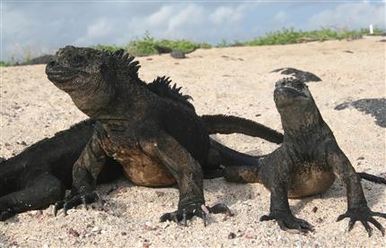 Galapagos, 5. marts 2007: Havleguaner