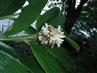 Alpinia oceanica er en af de mest almindelige vilde ingefær på de ydre øer i Papua New Guinea
