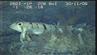 01.12.2006: Billeder fra havbunden, optaget med ROV'en (Remotely Operated Vehicle)