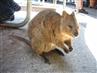 Perth, 23. november 2006: Quokka på Rottnest Island