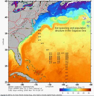 Indsamling af larver i Sargassohavet