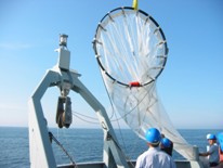 Ringnet