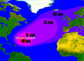 Sargassohavet