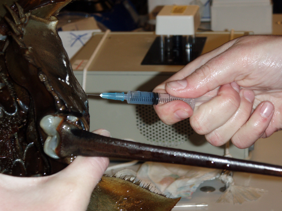 Physiology_Boat_Blood1