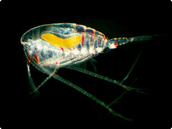 Nanocalanus med Blastodinium.jpg