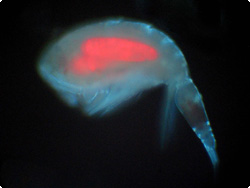 Oncaea med Blastodinium.jpg