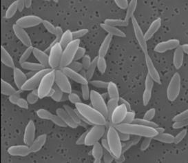 Roseobacter star