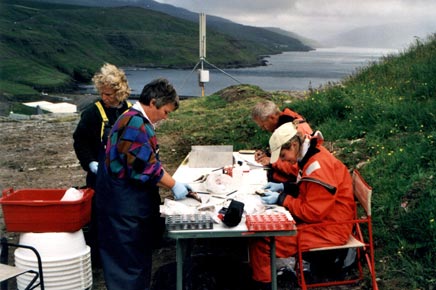 fiskeprocessering på land