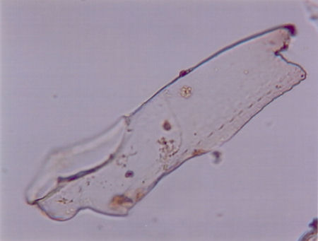 Acroperus harpae_fod
