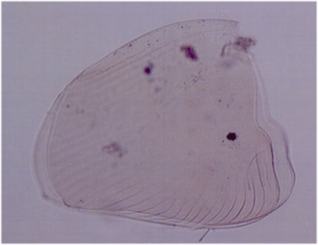 Acroperus harpae_krop