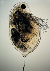 Daphnia_hel.jpg