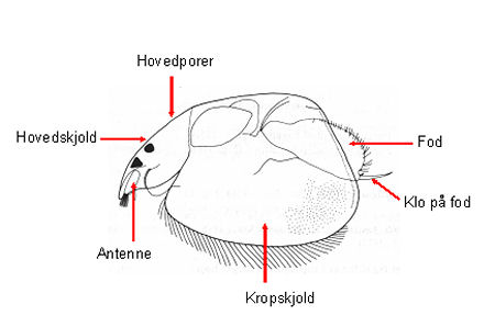 chydorid_tegning