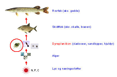 foodweb #2