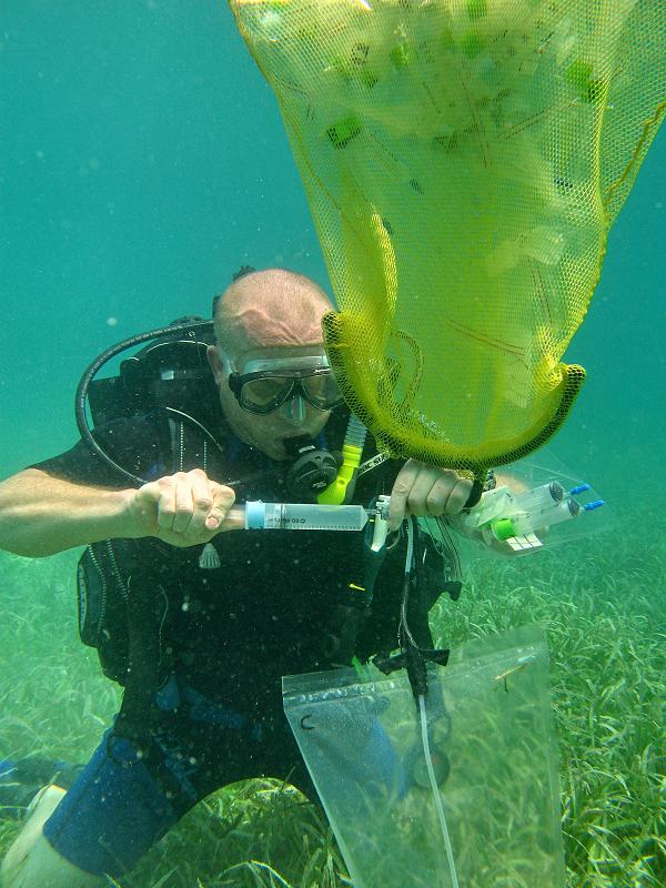 fosformobilisering 2