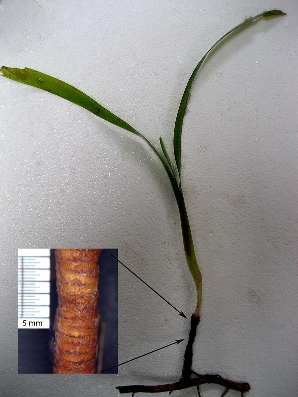 reconstruction 1